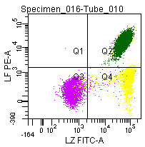 Figure 9: Double labeling of a normal blood sample treated with GAS-002, and immunostained for Lactoferrin (PE) and Lysozyme (FITC).